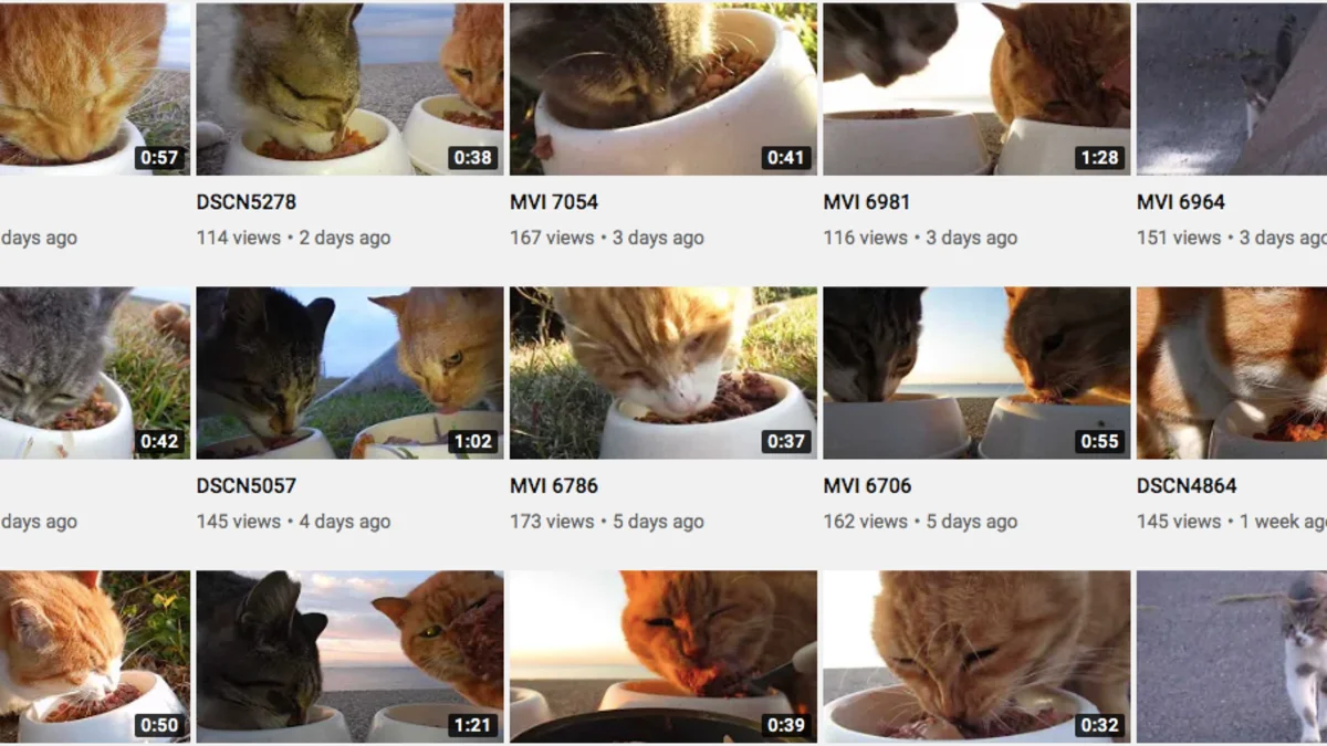 YouTube Channel Of A Man Feeding Stray Cats Keeps Me Calm
