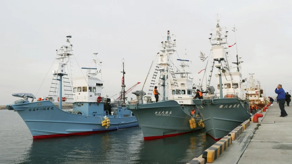 Commercial whaling resumes in northeastern Japan after 32-yr hiatus
