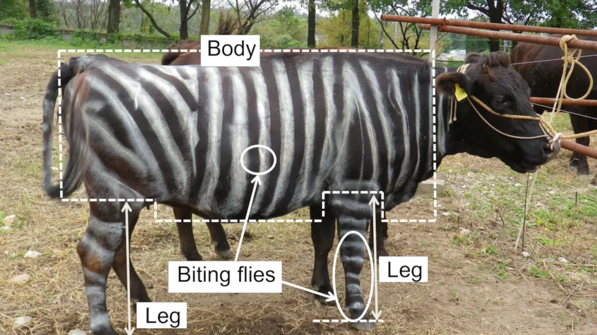 Scientists Painted Cows to Resemble Zebras and Prevent Biting Flies