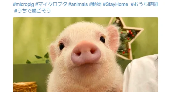 Japanese Twitter holds "nose-viewing parties" instead of "flower-viewing parties" amid quarantine