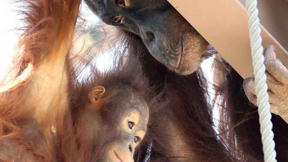 Male orangutan in Hokkaido zoo raises sister after loss of mother