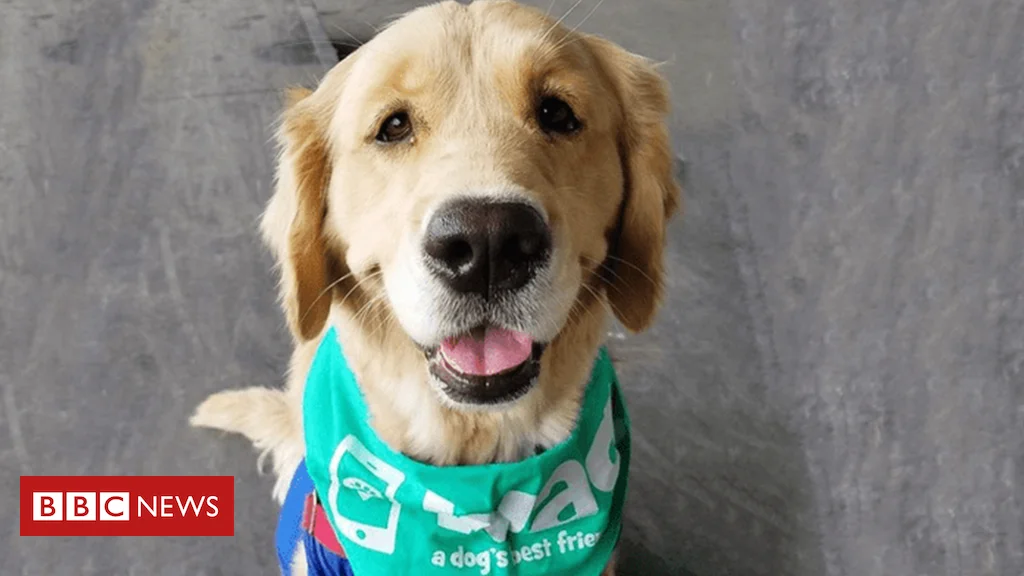 SoftBank selling its stake in dog-walking app