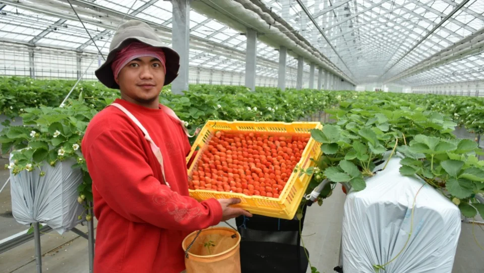 Japan highland win-win training ground for Filipino interns