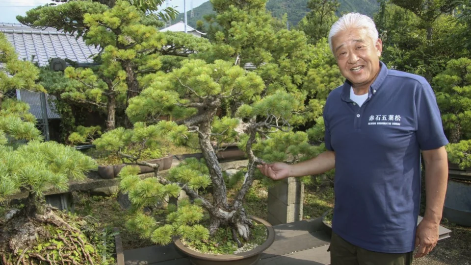Growers promote exports of "Queen of Bonsai" to Europe