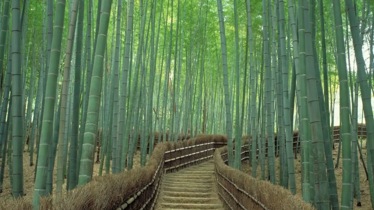 Sagano Bamboo Forest in Kyoto: One of world's prettiest groves