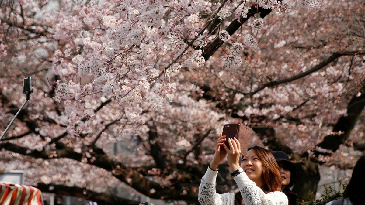 Visit Japan during cherry blossom season once in your life