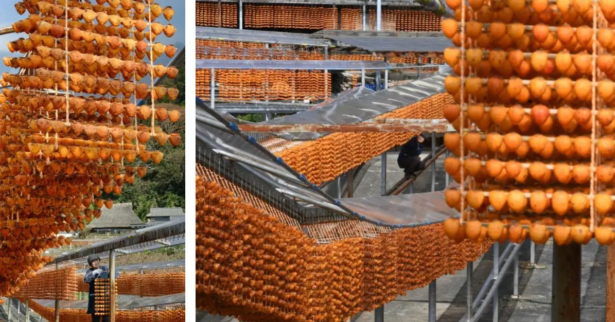 Peak Persimmon Drying Season Drapes Orange Curtains Throughout Wakayama