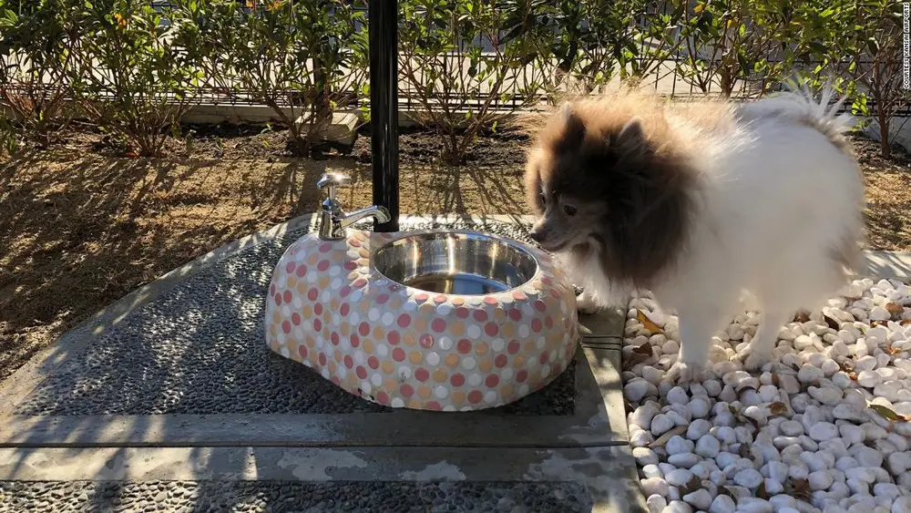 Japan's first airport bathroom for dogs features self-cleaning 'pee pole'