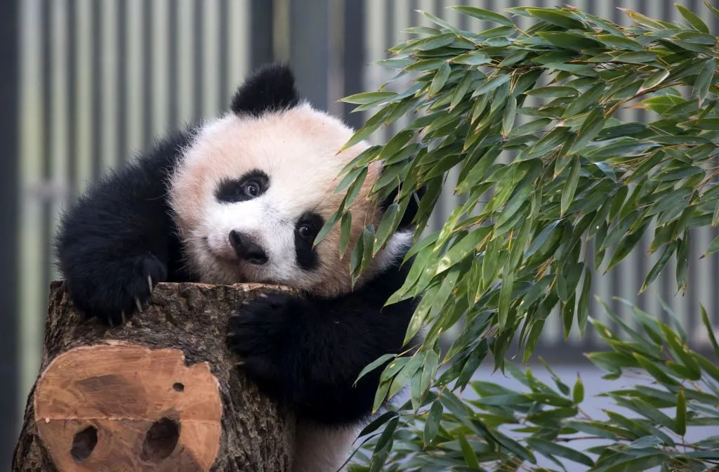 Hundreds are queuing to catch a glimpse of Tokyo’s adorable new panda cub