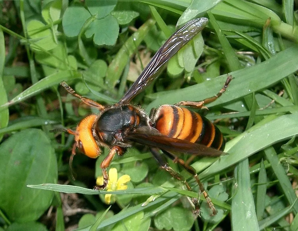5 Japanese Bugs To Avoid This Summer