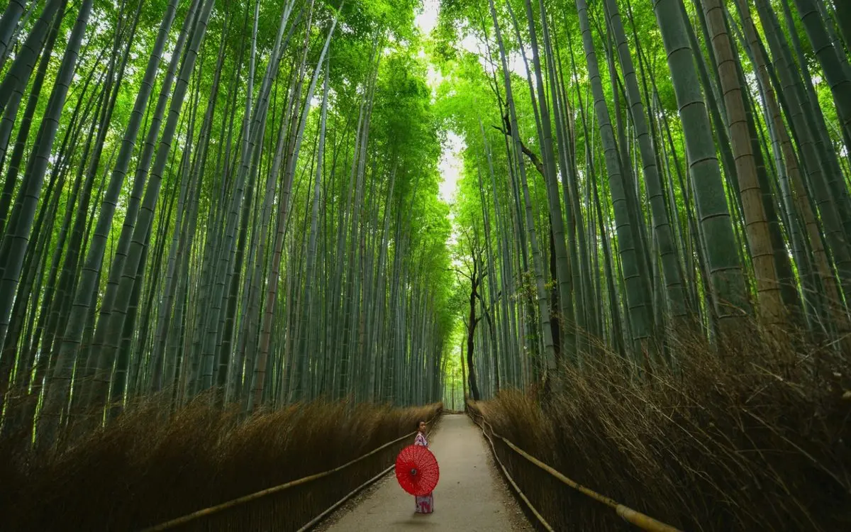 Pocket Wi-Fi in Japan: Two Discounted Options for Short and Long-Term Stays