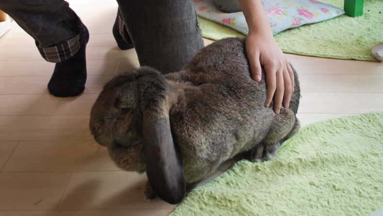 Get Your Cute Fix at One of Tokyo's Rabbit Cafes