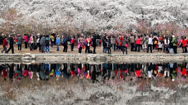 Japan cherry blossom season 2017 photos: Crowds flock to see Tokyo's cherry blossoms