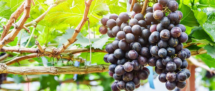 Japanese Wine Boom Gives Boost to Domestic Grape Production