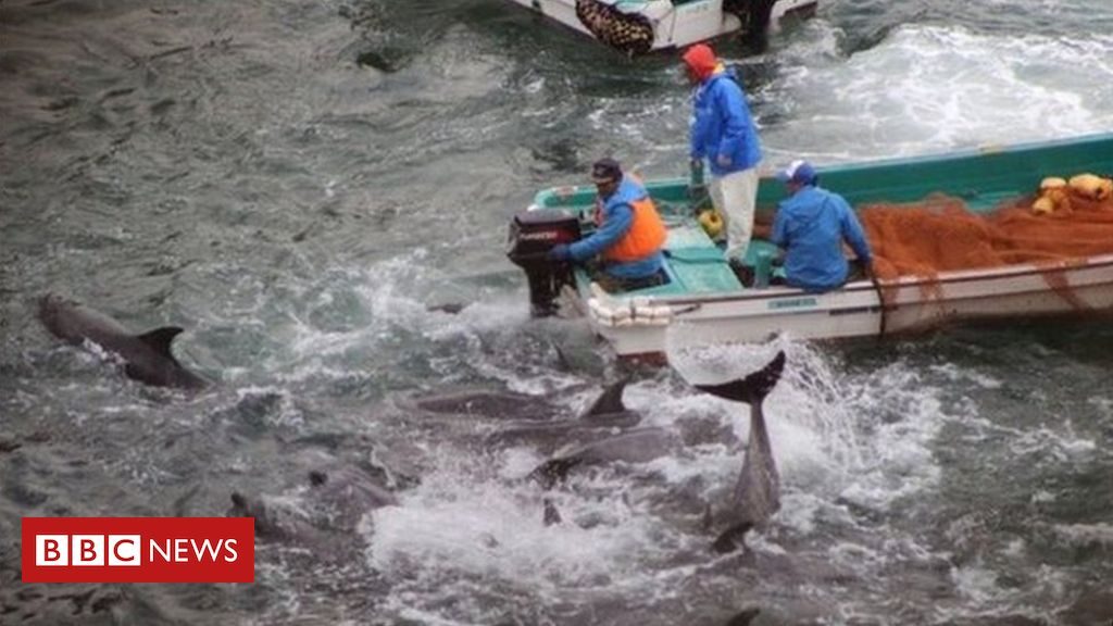 Taiji cove hunt: Japan starts controversial dolphin hunt
