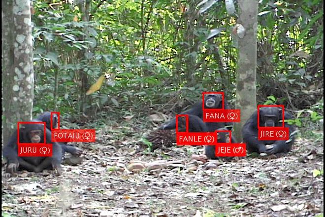 No escape: AI tracks individual chimps across video archives