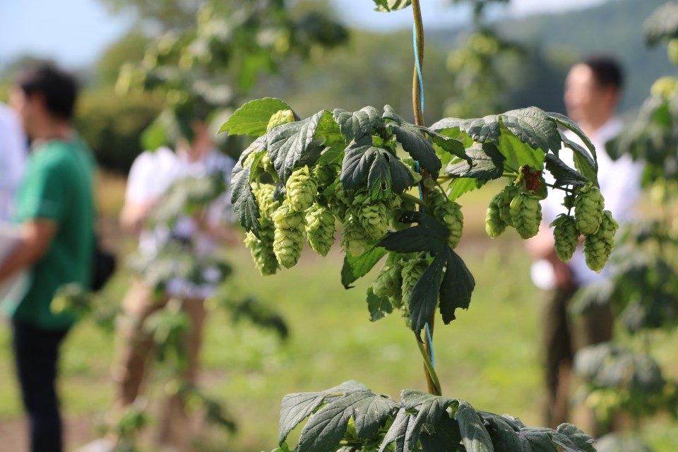 Craft beer boom spells hope for hops in Iwate town