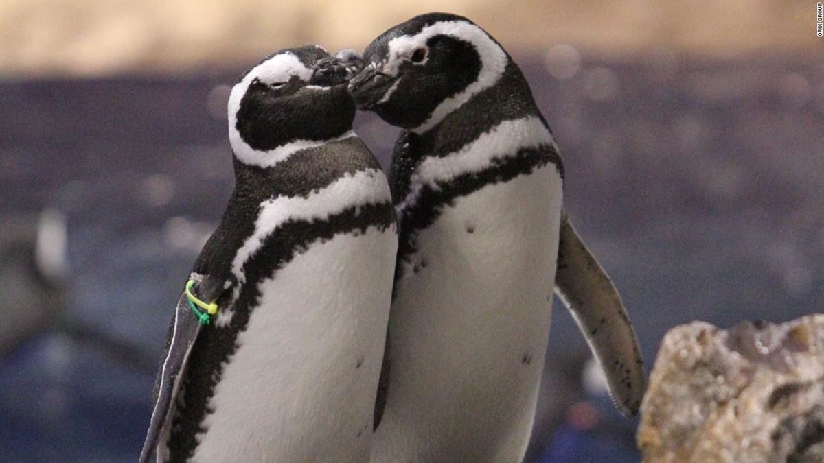 Incest and affairs of Japan's scandalous penguins