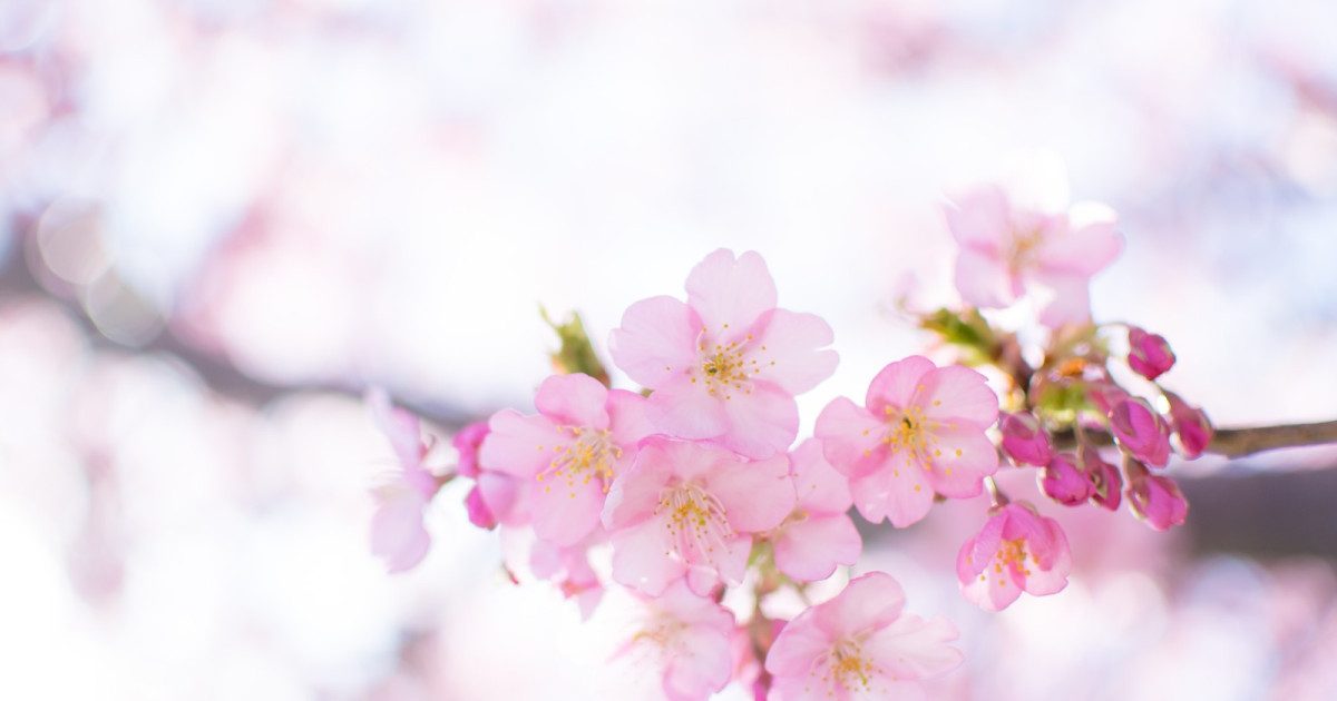 Sakura begin to bloom in Japan as early cherry blossom season forecast for 2020