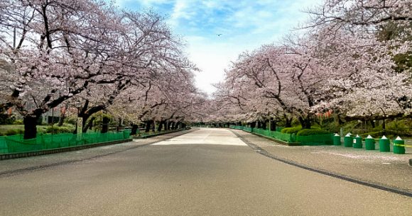 Ueno Park looks eerily deserted in the midst of the coronavirus 【Photos】