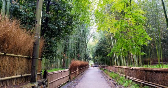 Popular tourist spots in Kyoto look like a ghost town due to coronavirus