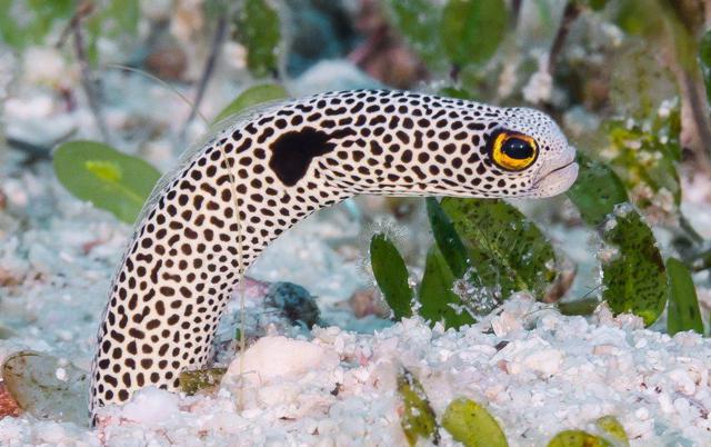 A Japanese aquarium under lockdown wants people to video call its lonely eels